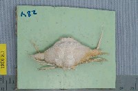 藏品(艾氏飛輪蟹)的圖片